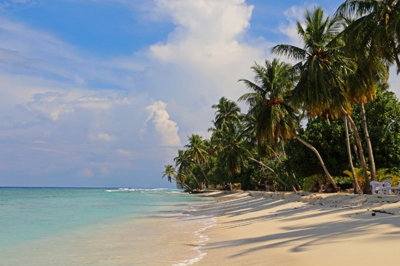 Maldivi, plaža palme